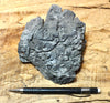 limestone - oncolitic limestone showing typical dissolved surface found in arid climates - Lower Cambrian Chambless Limestone, Marble Mountains, Calif. - hand/display specimen