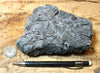 limestone - oncolitic limestone showing typical dissolved surface found in arid climates - Lower Cambrian Chambless Limestone, Marble Mountains, Calif. - hand/display specimen