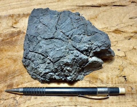 limestone - hand/display specimen showing typical dissolved surface found in arid climates - Lower Cambrian Chambless Limestone, Marble Mountains, Calif.