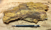 limonite - display specimen of limonite - hydrated iron oxides -  from the cap of a hydrothermal vein at the Keeler Gold Mine