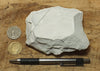 magnesite - teaching hand specimen of light tan porous magnesite - Windous magnesite deposit, Westvaco Mine
