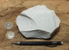 magnesite - hand/display specimen of light tan porous magnesite - Windous magnesite deposit, Westvaco Mine