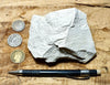 mudstone - teaching hand specimen of diatomaceous mudstone from the Sisquoc Formation, Santa Barbara County, Calif.