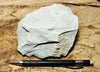 mudstone - teaching hand specimen of diatomaceous mudstone from the Sisquoc Formation, Santa Barbara County, Calif.