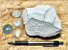 mudstone - teaching hand specimen of diatomaceous mudstone from the Sisquoc Formation, Santa Barbara County, Calif.