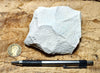 mudstone - teaching hand specimen of diatomaceous mudstone from the Sisquoc Formation, Santa Barbara County, Calif.