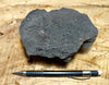 oil sand - Edna Member of the Mio-pliocene Pismo Formation impregnated with oil - hand/display specimen
