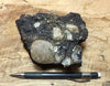 oil sand - Graciosa coarse-grained conglomeratic member of the Careaga sandstone impregnated with oil from the underlying Monterey Formation - hand/display specimen