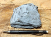 oil shale - hand specimen of oil shale from the Green River Formation, Parachute Canyon, Colo.