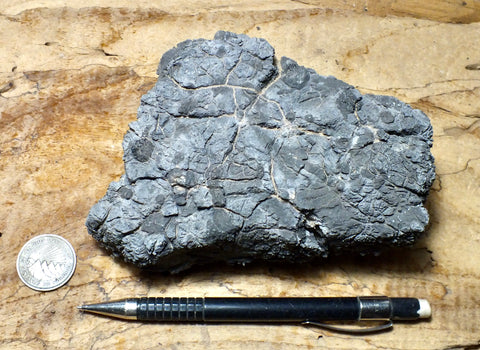 limestone - oncolitic limestone showing typical dissolved surface found in arid climates - Lower Cambrian Chambless Limestone, Marble Mountains, Calif. - hand/display specimen