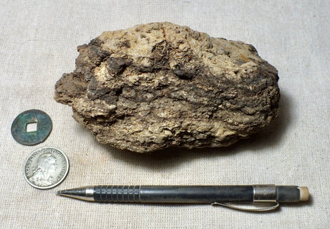 peat - hand specimen of peat from the San Andreas fault zone, formed in a marsh that dried out roughly a century ago