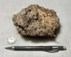 peat - hand specimen of peat from the San Andreas fault zone, formed in a marsh that dried out roughly a century ago
