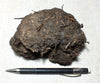 peat - hand specimen of peat from the San Andreas fault zone, formed in a marsh that dried out roughly a century ago