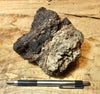 peat - hand specimen of peat from the San Andreas fault zone, formed in a marsh that dried out roughly a century ago