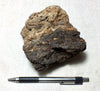 peat - hand specimen of peat from the San Andreas fault zone, formed in a marsh that dried out roughly a century ago