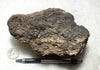 peat - hand specimen of peat from the San Andreas fault zone, formed in a marsh that dried out roughly a century ago