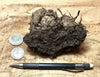 peat - hand specimen of peat from the San Andreas fault zone, formed in a marsh that dried out roughly a century ago