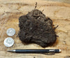 peat - hand specimen of peat from the San Andreas fault zone, formed in a marsh that dried out roughly a century ago - Geological Specimen Supply