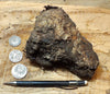 peat - hand specimen of peat from the San Andreas fault zone, formed in a marsh that dried out roughly a century ago - Geological Specimen Supply