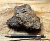 peat - hand specimen of peat from the San Andreas fault zone, formed in a marsh that dried out roughly a century ago - Geological Specimen Supply