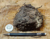 peat - hand specimen of peat from the San Andreas fault zone, formed in a marsh that dried out roughly a century ago - Geological Specimen Supply