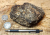 peat - hand specimen of peat from the San Andreas fault zone, formed in a marsh that dried out roughly a century ago - Geological Specimen Supply