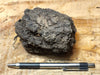 peat - hand specimen of peat from the San Andreas fault zone, formed in a marsh that dried out roughly a century ago - Geological Specimen Supply