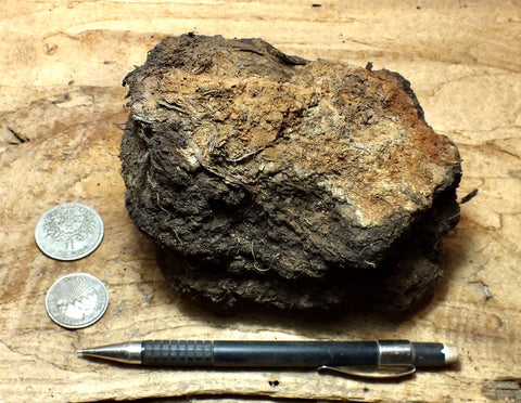 peat - hand/display specimen of peat from the San Andreas fault zone, formed in a marsh that dried out roughly a century ago