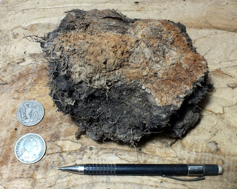 peat - hand/display specimen of peat from the San Andreas fault zone, formed in a marsh that dried out roughly a century ago - Geological Specimen Supply
