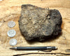 peat - hand/display specimen of peat from the San Andreas fault zone, formed in a marsh that dried out roughly a century ago