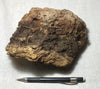 peat - peat from the San Andreas fault zone, formed in a marsh that dried out roughly a century ago - large display specimen