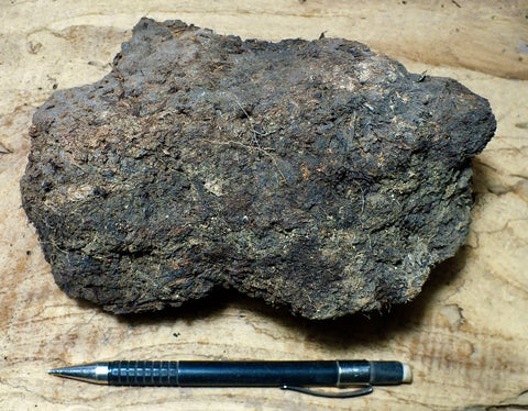 peat - peat from the San Andreas fault zone, formed in a marsh that dried out roughly a century ago - large hand/display specimen - Geological Specimen Supply