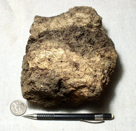 peat - silty peat from the San Andreas fault zone, formed in a marsh that dried out roughly a century ago - large display specimen