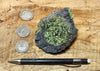 peridotite xenolith in vesicular phonotephrite from the San Carlos Volcanic Field, Arizona - teaching hand specimen