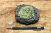 peridotite xenolith in vesicular phonotephrite from the San Carlos Volcanic Field, Arizona - teaching hand/display specimen