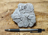 perlite - teaching hand specimen of gray perlite ore - an amorphous hydrated glass