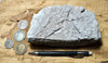 perlite - teaching hand/display specimen of gray perlite ore - an amorphous hydrated glass