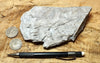 perlite - teaching hand/display specimen of gray perlite ore - an amorphous hydrated glass with embedded Apache tears