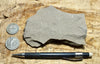 porcelanite - formed from the reprecipitation of silica during the conversion of siliceous sediments to sedimentary rock - Monterey Formation, CA - teaching hand specimen