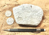 pumice - teaching hand specimen of white pumice that floats like a duck