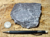 quartzite - maroon and gray banded teaching hand specimen of Lower Cambrian quartzite