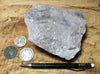 quartzite - maroon and gray-banded Lower Cambrian quartzite - hand/display specimen