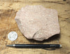 rhyolite porphyry - light pink rhyolite with small phenocrysts - hand/display specimen