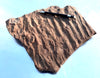 oscillation ripple marks in siltstone from the Moenkopi Formation - display specimen