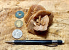 gypsum - sand selenite rose from a dry lake near Oujda, Morocco - hand  specimen