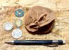 gypsum - sand selenite rose from a dry lake near Oujda, Morocco - hand  specimen