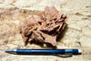gypsum - sand selenite rose from a dry lake near Oujda, Morocco - hand  specimen