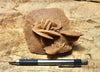 gypsum - sand selenite rose from a dry lake near Oujda, Morocco - hand  specimen