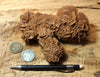 gypsum - sand selenite rose from a dry lake near Oujda, Morocco - display specimen