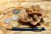 gypsum - sand selenite rose from a dry lake near Oujda, Morocco - hand/display specimen